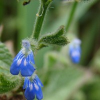 Salvia misella Kunth